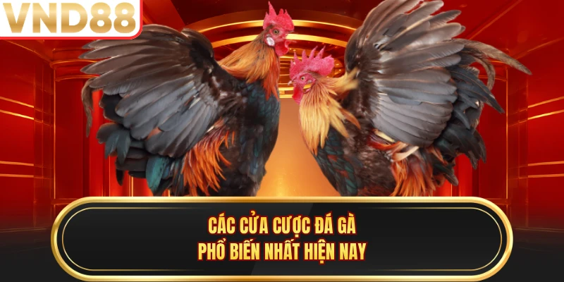 Các cửa cược đá gà phổ biến nhất hiện nay