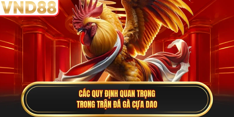 Các quy định quan trọng trong trận đá gà cựa dao
