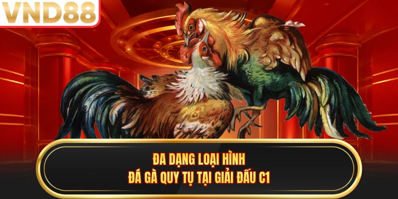 Đa dạng loại hình đá gà quy tụ tại giải đấu C1