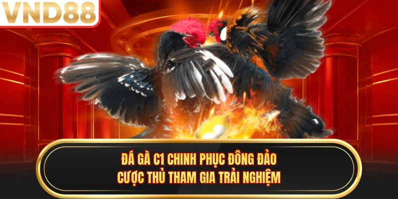 Đá gà C1 chinh phục đông đảo cược thủ tham gia trải nghiệm