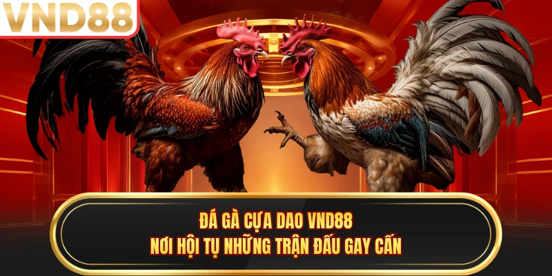 Đá Gà Cựa Dao VND88 - Nơi Hội Tụ Những Trận Đấu Gay Cấn
