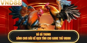 Đá Gà Thomo - Sảnh Chơi Đấu Kê Kịch Tính Cho Game Thủ VND88