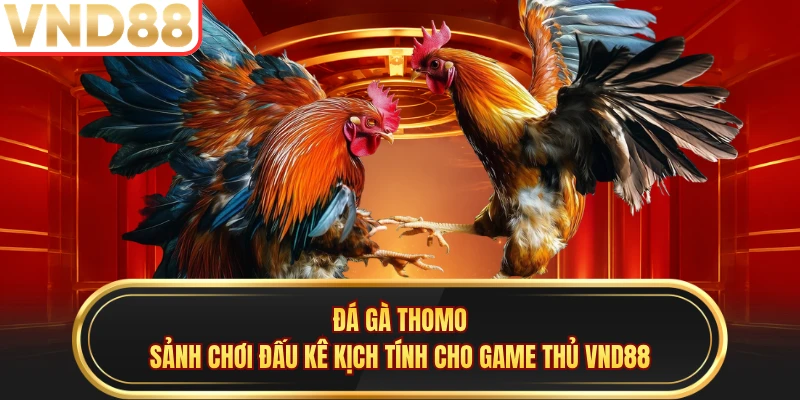 Đá Gà Thomo - Sảnh Chơi Đấu Kê Kịch Tính Cho Game Thủ VND88