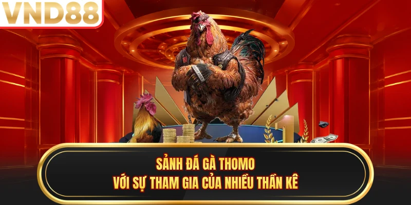Sảnh đá gà Thomo với sự tham gia của nhiều thần kê